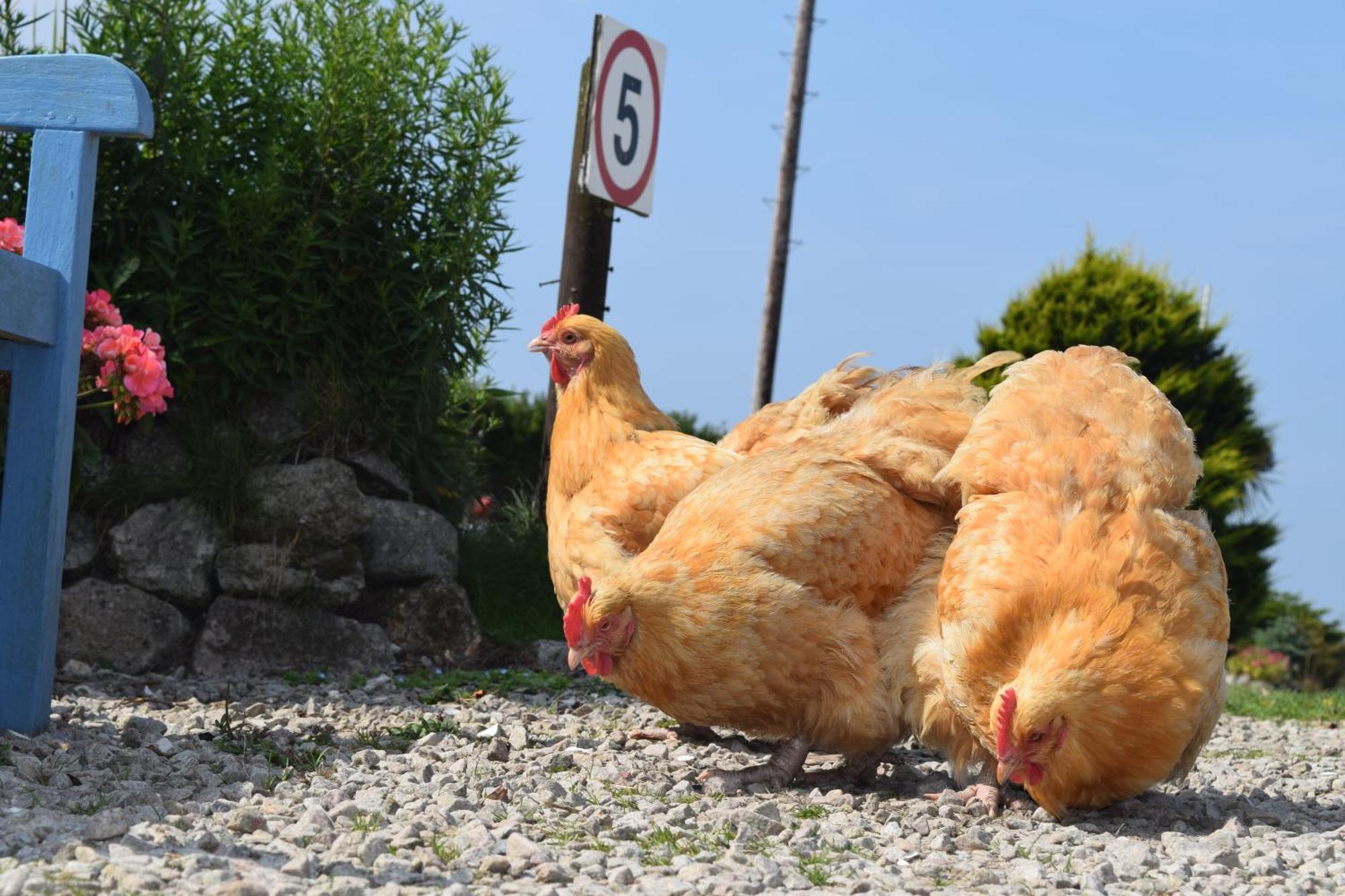 Roselands Caravan Park, Nr Lands End, Cornwall St Just Ngoại thất bức ảnh